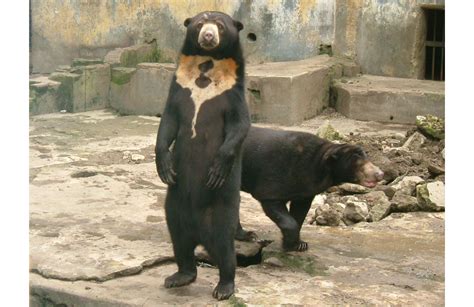 中國動物園哪裏好 論述動物園的環境設施與教育意義